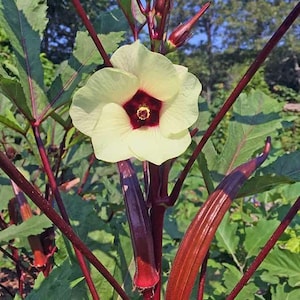 May include: A vibrant okra plant featuring a large, pale yellow flower with a deep maroon center. The plant has distinct dark red stems and elongated, smooth red okra pods growing alongside green, lobed leaves in a natural outdoor setting.