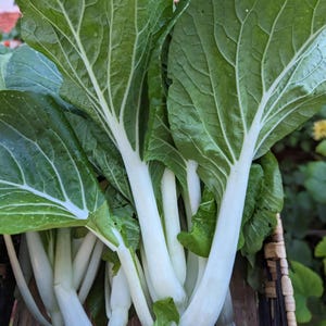 White Stem Pak Choi Seeds, Heirloom Bok Choy, Fast Growing Greens