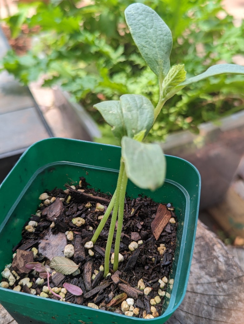 3 Rare Live Kajari Melons Plant in a Pot Easy to Grown and so Etsy