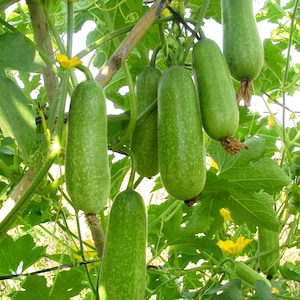Vintermelonfrön – Hårig kalebass, tropisk grönsak
