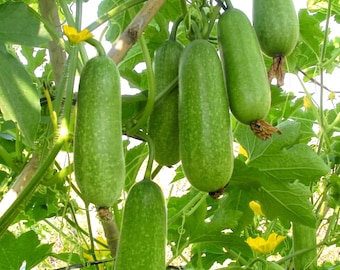 Winter Melon Seeds – Heirloom Hairy Gourd, Tropical Vegetable