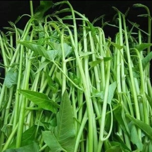 Water Spinach Seed, Rau Muống Siêu Đọt, Thai Water Morning Glory, Water Spinach, Convolvulus Seeds