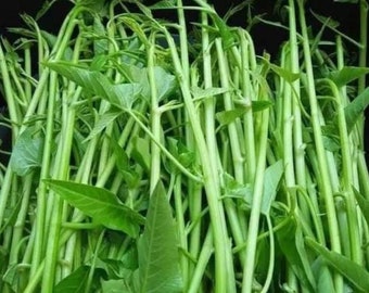 Water Spinach Seed, Rau Muong Sieu Dot, Thai Water Morning Glory, Water Spinach, Convolvulus Seeds