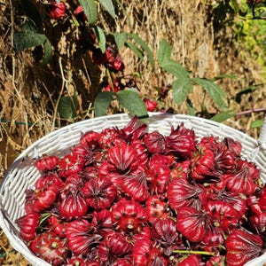 Ong Choy - Rau Muong - Kong Xin CAI Seeds | High 97