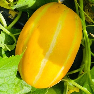 Premium Korean Melon Seeds, Chamoe Melon, Cucumis Melo, Oriental Melon, Edible Skin, Easy To Grow, Bountiful Harvest, Unique Flavor