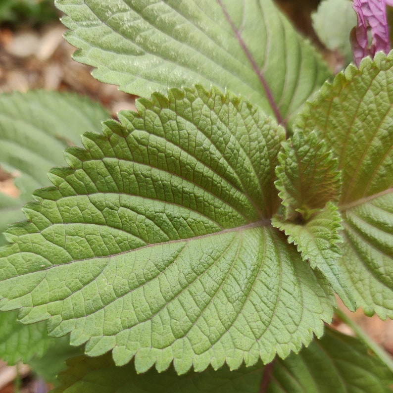 Shiso Seeds, Japanese Basil Herb, Easy to Grow Seed - Etsy