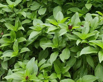 Fresh Organic Kaffir Lime Leaves - 2 Oz Thai Herbs, Caffeine & Gluten Free For Cooking