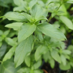 May include: Close-up of a green leafy plant with a small bud in the center. The plant has a vibrant green color and appears to be healthy and thriving.