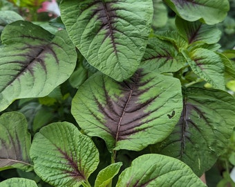 Red Stripe Leaf Amaranth Seeds – easy to grow,  plentiful harvest