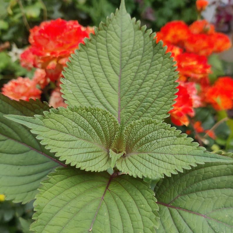 Shiso Seeds, Japanese Basil Herb, Easy to Grow Seed - Etsy