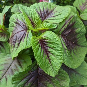 thumbnail image 2 of Red Spike, Amaranthus Seeds | Urban Farmer 2 of 11