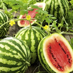 Crimson Sweet Watermelon Seeds, Sweet and Juicy, Easy to Grow, Heirloom, Non-GMO seeds, Sweet Juicy Melon Seeds, Summer Watermelon Seeds