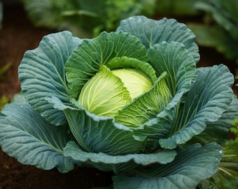 Golden Acre Cabbage Seeds, Early Harvest Vegetable