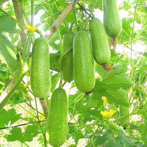 May include: A close-up shot of several green, elongated gourds hanging from a vine. The gourds have a speckled texture and are surrounded by green leaves and yellow flowers. The image is well-lit and shows the natural growth of the gourds.