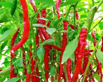 May include: A close-up of a red chili pepper plant with many ripe red chili peppers hanging from the branches. The plant is growing in a garden setting.