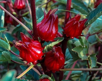 Exquise Roselle Hibiscus-zaden - Premium zaden