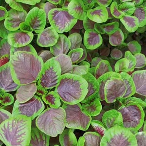 Sementes de Amaranto Red Stripe Leaf – Fácil de Cultivar, Alto Rendimento, Tradicional, Não OGM