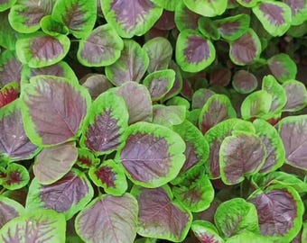 Red Stripe Leaf Amaranth Seeds – Easy to Grow, High Yield, Heirloom, Non-GMO