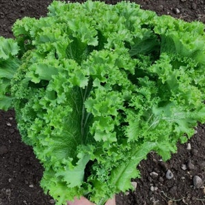 Mustard Southern Giant Curl | Mustard seeds | Mustard Green Seeds | Southern Cuisine| Non-GMO Seed | ZennGardenBliss Seeds | Rau Cai