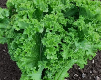 Mustard Southern Giant Curl | Mustard seeds | Mustard Green Seeds | Southern Cuisine| Non-GMO Seed | ZennGardenBliss Seeds | Rau Cai