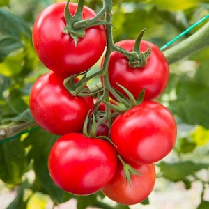 Delicious and Juicy Large Red Cherry Tomato Seeds, Cherry Tomato Seeds, Heirloom Tomato Seeds, Red Cherry Tomato Seeds, Tomatoes Seeds