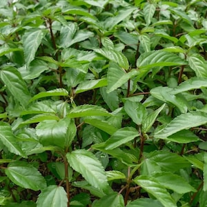 May include: A dense cluster of vibrant green plants featuring serrated leaf edges and slender, reddish-brown stems. The foliage is arranged in an overlapping pattern, creating a lush, textured surface of bright and deep green leaves throughout.