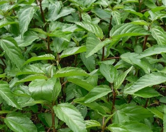 Egyptian Spinach Seeds, Heirloom Non-GMO Molokhia Red Jute