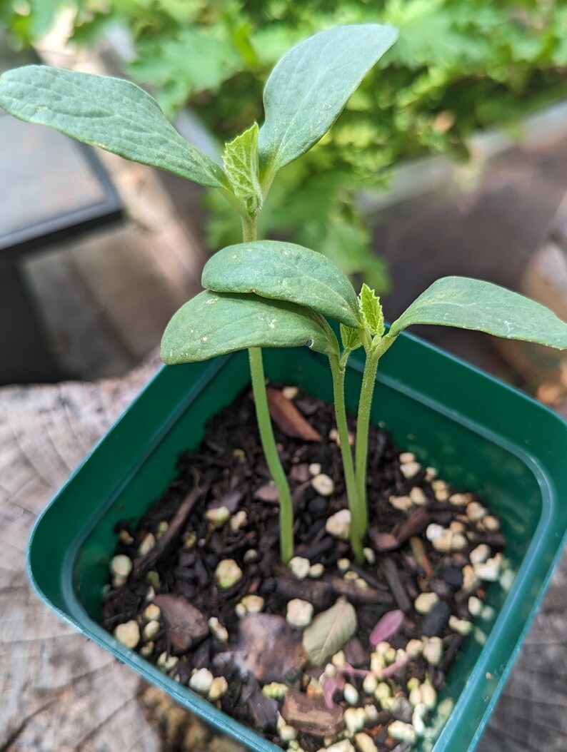 3 Rare Live Kajari Melons Plant in a Pot Easy to Grown and so Etsy