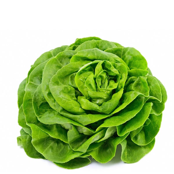 Premium Buttercrunch Lettuce Seeds - Butterhead Lettuce, Organic, Non-GMO, Heirloom Variety for Lush, Tender Greens, Easy to Grow