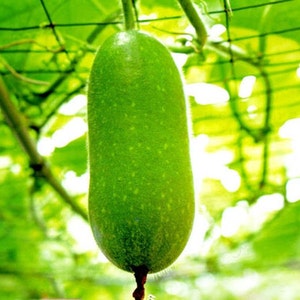 Hairy Gourd - Hạt giống Bí Xanh - Bi Dao - Winter Melon Seeds - Gourd - 25+ Premium Seeds