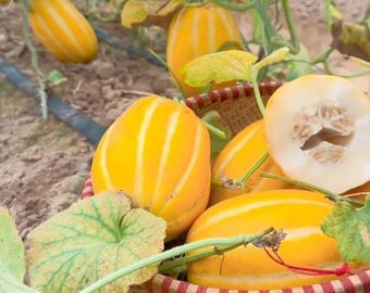 Heirloom Korean Melon Seeds, Chamoe, Edible Skin