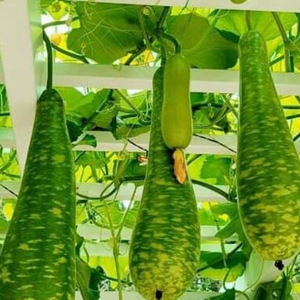 25+ Premium Long Bottle Gourd Seeds, easy to grow, so productive