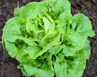 May include: A fresh head of green lettuce with water droplets on the leaves.