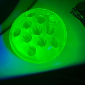 May include: A circular, translucent glass flower frog featuring ten evenly spaced cylindrical holes. The object emits a vibrant, glowing neon green light, indicating the presence of uranium glass when exposed to ultraviolet light.
