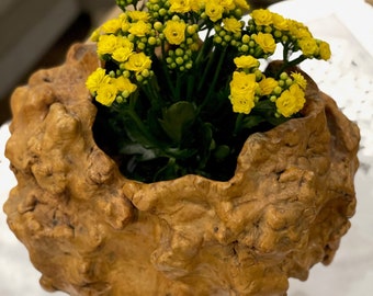 Unique Natural  Wood Flower Vase