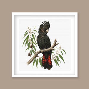 Könnte beinhalten: Gerahmter Druck mit einem schwarzen Kakadu auf einem Ast mit grünen Blättern. Der Vogel hat einen markanten Kamm und rote Schwanzfedern. Das Kunstwerk ist vor einem weißen Hintergrund in einem weißen Rahmen gesetzt, was einen auffälligen Kontrast erzeugt.