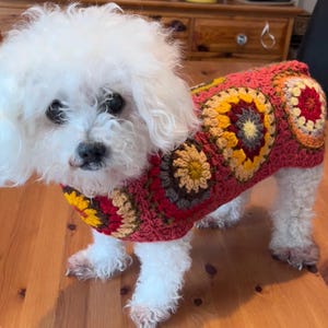 May include: A small white dog wearing a crocheted jumper made of joined circular granny squares in shades of red, orange, yellow, and dark brown. The jumper features a repeating floral-like pattern with a deep red base colour throughout.