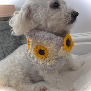 May include: A white dog wearing a crocheted neck warmer. The neck warmer is lavender, cream, and yellow, with sunflower accents. The dog is sitting on a white, fluffy surface.