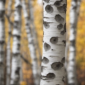 Digital Download | Birch Tree | Frame Tv Art | Wall Art | Modern Minimalist Poster | Instant Download | Nature Photography l Mantle Decor