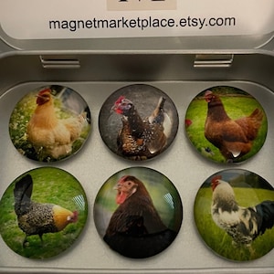 Chicken Magnets | Chicken Themed Gifts | Chicken Lover Gifts | Chicken Mom Gifts | Chicken Lady Gifts | Chicken Related Gifts