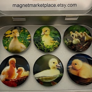 Duck Magnets | Baby Duck Magnets | Gift for Duck Lovers | Duck Lover Gifts | Cute Duck Gift | Duck Themed Gifts | Duck Themed Magnets