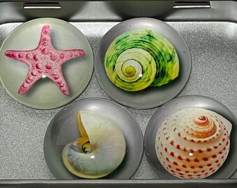 Muschel Magnete | Muschel Dekor | Muschel Kunst | Muschel Geschenk | Muschel Designs | Kühlschrankmagnete | Muschel Magnet | Magnet