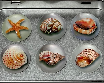 Muschel Magnet | Muschel Dekor | Muschel Kunst | Urlaub Zuhause Geschenk | Einweihungsparty Geschenk | Küchenmagnet | Strand-Liebhaber-Geschenk | Magnet Set