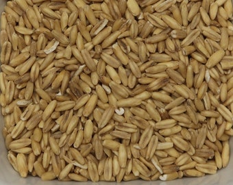 May include: A white square bowl filled with uncooked oat groats. The oat groats are a light brown colour and have a slightly elongated shape.