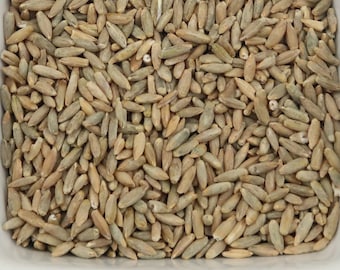May include: A close-up view of a bowl filled with raw hulled barley grains. The grains are a light brown color with a green hue.