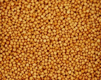 Mustard Seeds Yellow - Sinapis alba