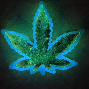 Op de afbeelding: Een groen, in het donker lichtend hars cannabisblad met een blauwe omtrek.