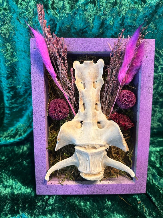 Bone Shadow Box - Etsy