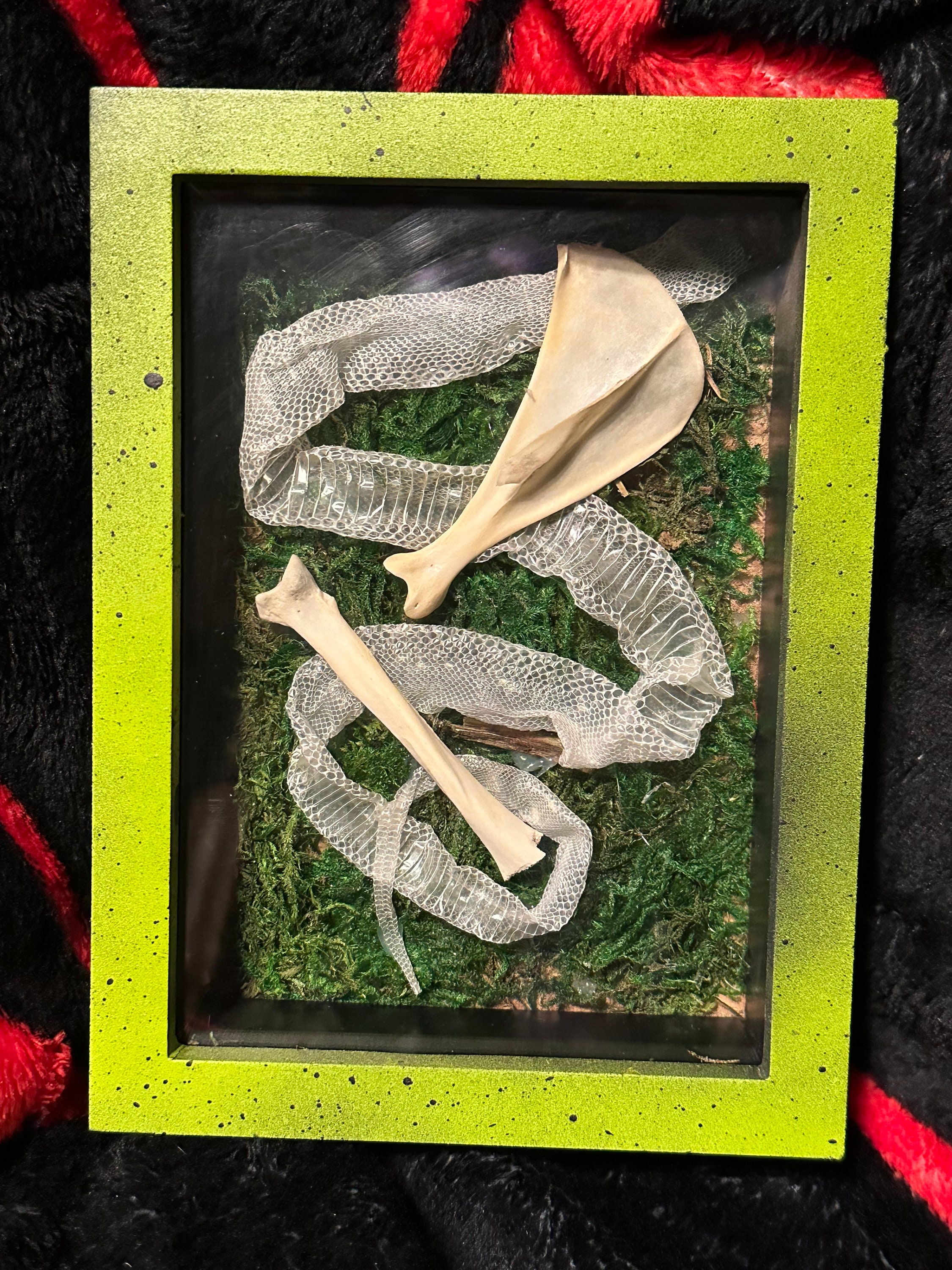 Bone Shadow Box - Etsy