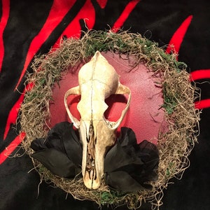 Coyote Skull Canvas